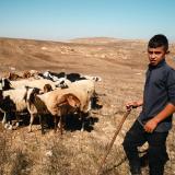 Every Dog Will Get His Day: A Portrait of Palestinian Resilience