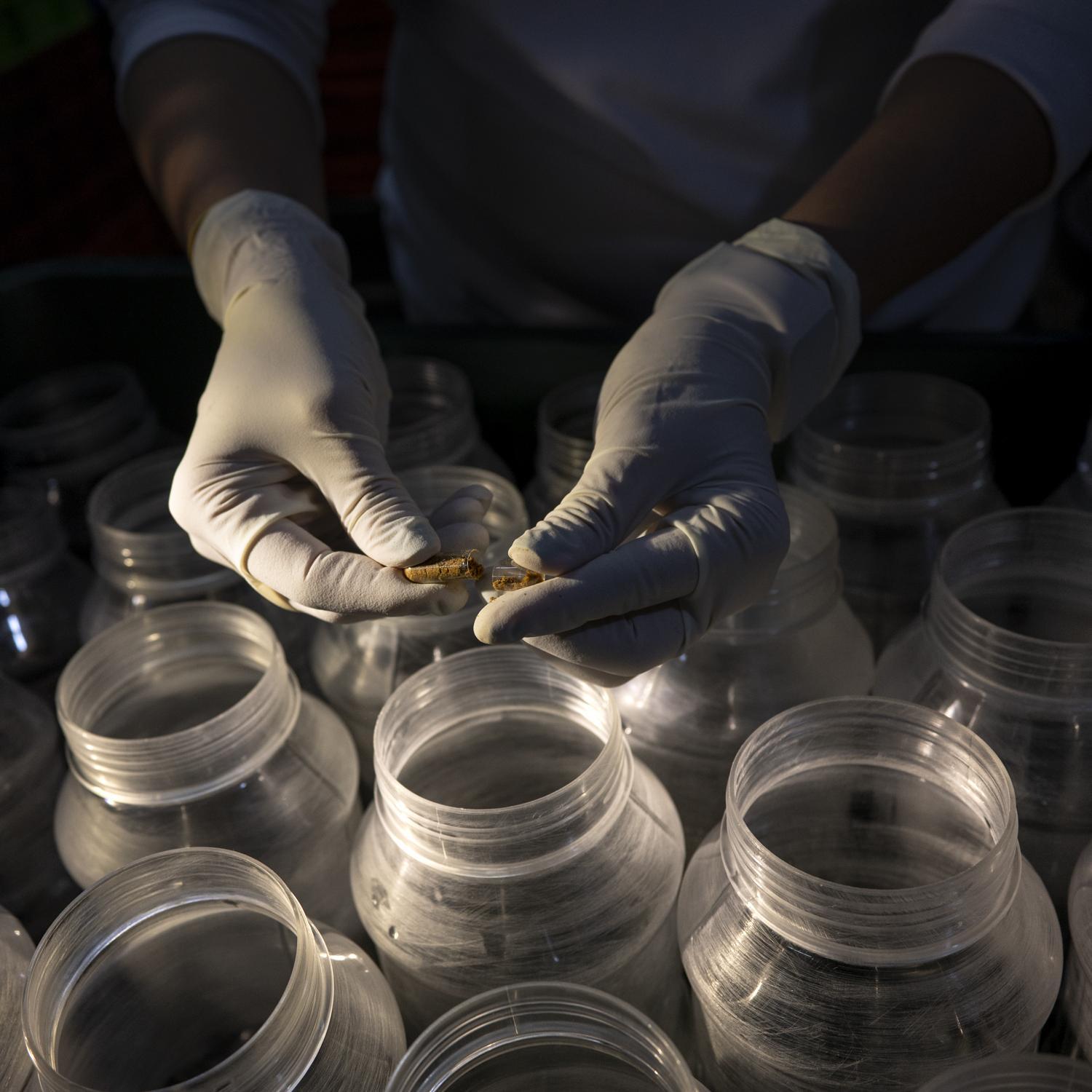 Mosquitoes: A Global Enemy