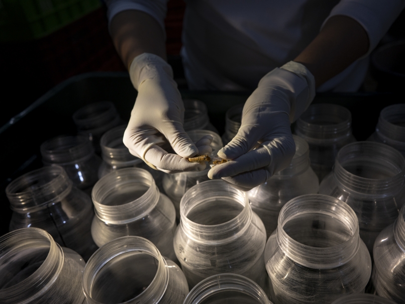 Mosquitoes: A Global Enemy