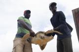 Back to the Sea: Rescuing Turtles from the Food Trade in Nigeria