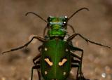 Invisible: The Ohlone Tiger Beetle