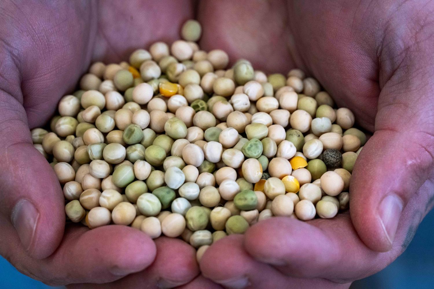 Against The Grain: Local farm goes regenerative, gives back to the land.